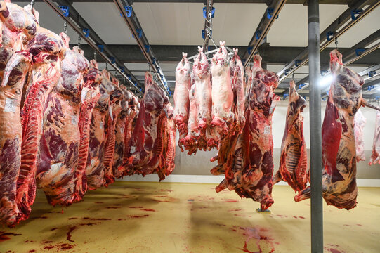 abattoirs  viande animaux bovin travail emploi abattage boucherie decoupe alimentation halal