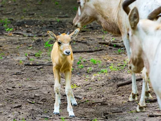 Fotobehang 3 weeks old addax antelope calf in an enclosure © belizar