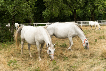 Plakat Famous Lippizaner or Lipizzan White Horses in Lipica Stud Farm in Slovenia