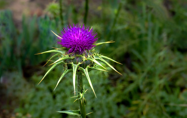 Pink thistle flower on blurred background