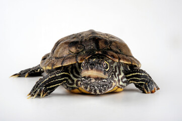 Obraz premium False map turtle, Mississippi Map Turtle // Mississippi Höckerschildkröte (Graptemys kohnii)