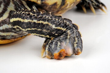 False map turtle, Mississippi Map Turtle // Mississippi Höckerschildkröte (Graptemys kohnii)