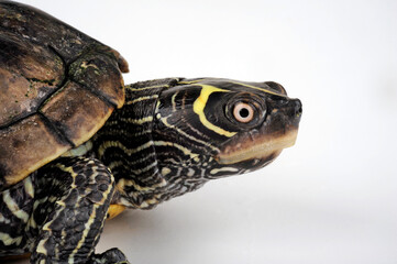 Fototapeta na wymiar False map turtle, Mississippi Map Turtle // Mississippi Höckerschildkröte (Graptemys kohnii)