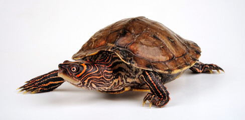 False map turtle, Mississippi Map Turtle // Mississippi Höckerschildkröte (Graptemys kohnii)