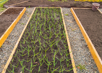 Cultivation of garlic and onions, wooden beds for growing vegetables in accordance with the...