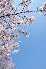 いい枝ぶりの桜