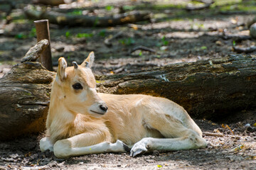 3 weeks old addax antelope calf in an enclosure