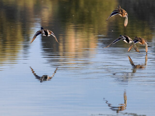 Flock of ducks flying over the water.