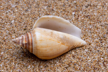 seashell on the beach