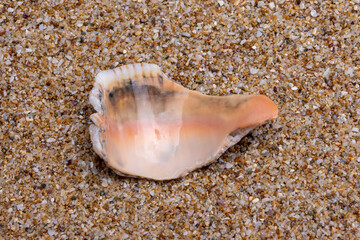 seashell on the beach