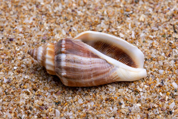 sea shell on the sand