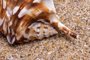 sea shell on the sand