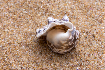 seashell on the beach