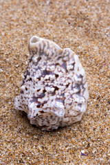 sea shell on the sand