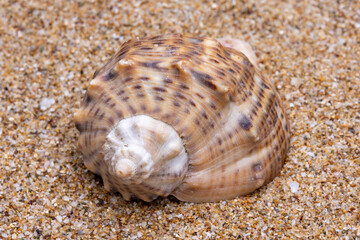 sea shell on the sand
