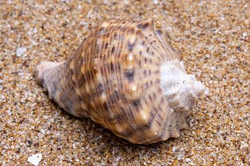 seashell on the beach