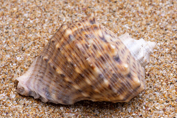 sea shell on the sand