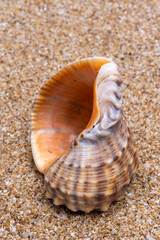 seashell on the beach
