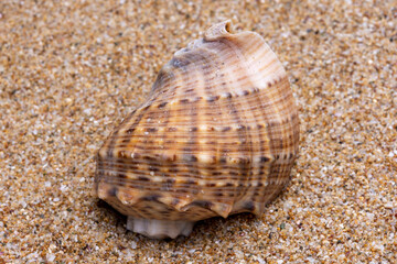 sea shell on the sand