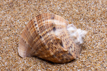 sea shell on the sand