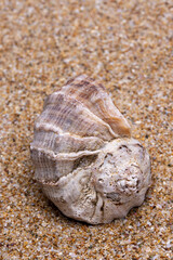 sea shell on the sand
