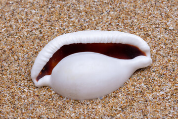 seashell on the beach