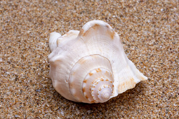 seashell on the beach