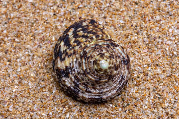 sea shell on the sand