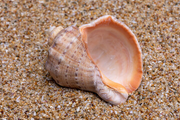 seashell on the beach