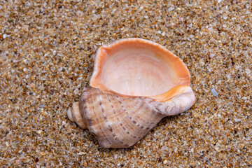 seashell on the beach