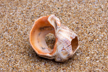 sea shell on the sand