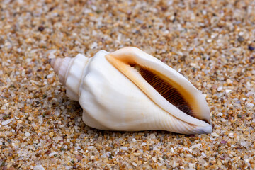 sea shell on the sand
