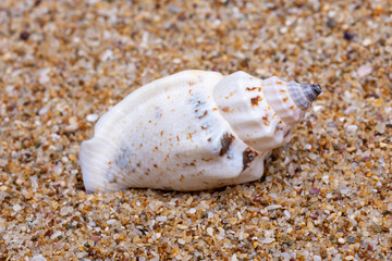 sea shell on the sand