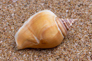 sea shell on the sand