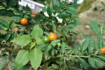 未熟なミニトマト