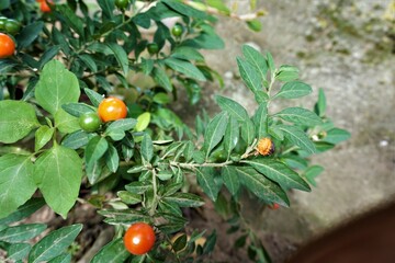 定食屋さんのお味噌汁
