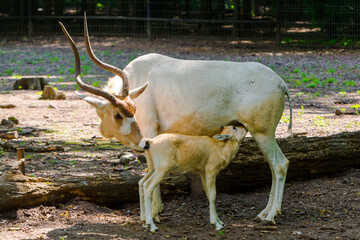 3 weeks old addax antelope calf in an enclosure - obrazy, fototapety, plakaty