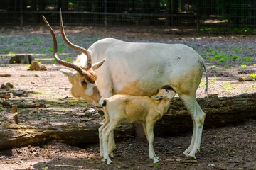 Fotobehang 3 weken oud addax antilope kalf in een verblijf © belizar