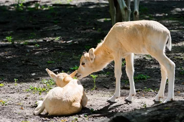 Fotobehang 3 weken oud addax antilope kalf in een verblijf © belizar