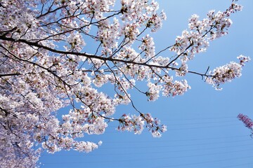 いい枝ぶりの桜