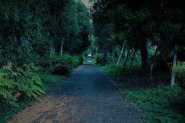 鬱蒼とした小脇道