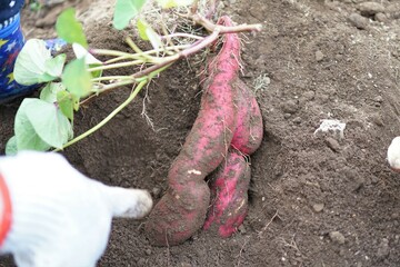 さつま芋掘り体験