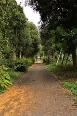 鬱蒼とした小脇道