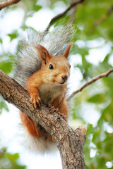Red squirrel sitting on a tree branch