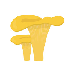Colorful chanterelle mushrooms. Flat design. Cantharellus, gourmet cuisine, vegetarian.