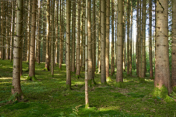 Fototapeta premium Schöne Tannenwaldlichtung im Sonnenschein mit Moosboden _ 61mpx