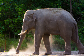 Fototapeta premium An Asian elephant is having dust bath in summer