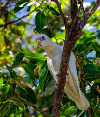 Little Corella (Bare-eyed Cockatoo)  Perth Western Australia