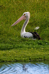 The Australian pelican, Pelecanus conspicillatus. Large waterbird 