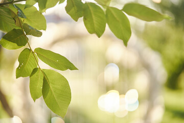 Fototapeta na wymiar Green leaves of a tree close-up illuminated by sunbeams. High quality photo